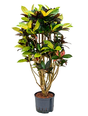 Croton (codiaeum) iceton Vertakt 125 cm