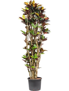 Croton (codiaeum) iceton Vertakt 210 cm