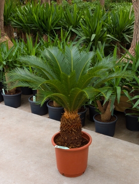 Cycas revoluta Stam (25-³0) 110 cm