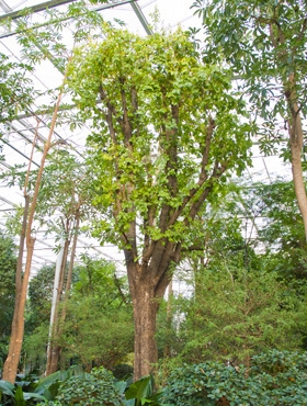 Diospyros rhodacalyx Stam vertakt 900 cm