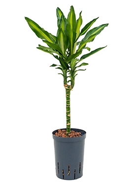 Dracaena cintho 30 75 cm