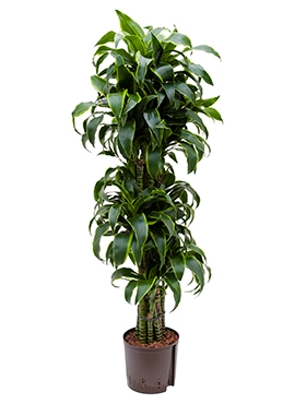 Dracaena dorado Vertakt-multi 135 cm