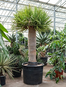 Dracaena draco - 260 cm