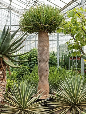 Dracaena draco - 375 cm