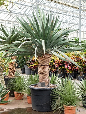 Dracaena draco compact - 200 cm