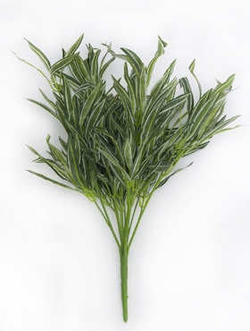 Dracaena vine Bush