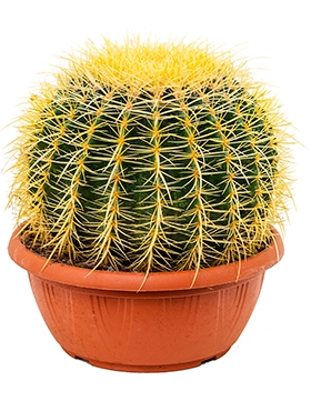 Echinocactus grusonii - 30 cm