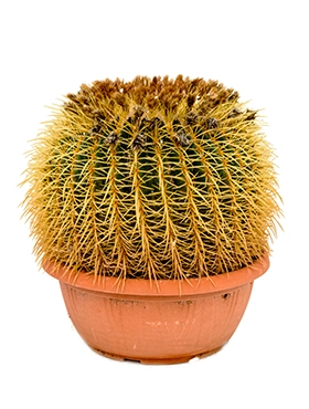 Echinocactus grusonii 40-45 cm 55 cm