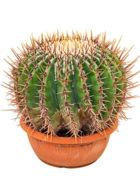Echinocactus ingens - 25 cm