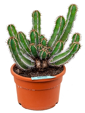 Euphorbia avasmontana Vertakt 45 cm