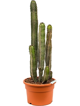Euphorbia canariensis - 80 cm