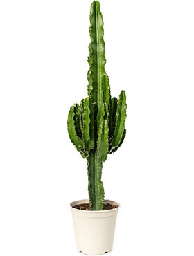 Euphorbia erytrea Vertakt 100 cm