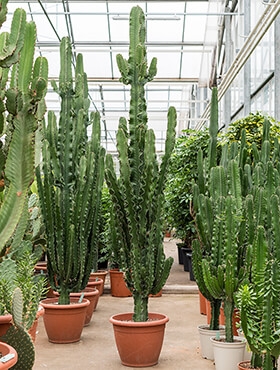 Euphorbia erytrea Vertakt (220-230) 220 cm