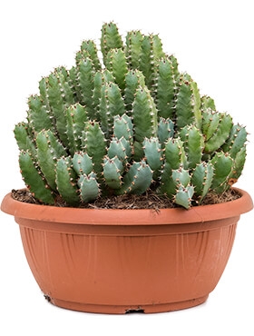 Euphorbia resinifera Bush 60 cm