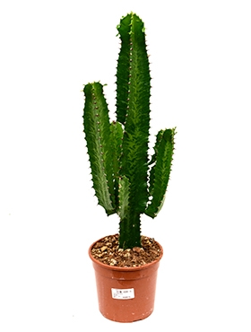 Euphorbia tetra Vertakt 50 cm