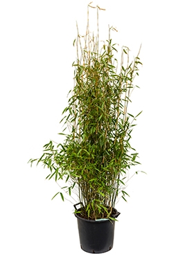 Fargesia murieliae jumbo Bush 160 cm