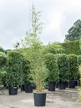 Fargesia robusta campbell Bush 200 cm