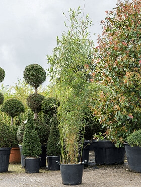 Fargesia robusta campbell Bush 250 cm