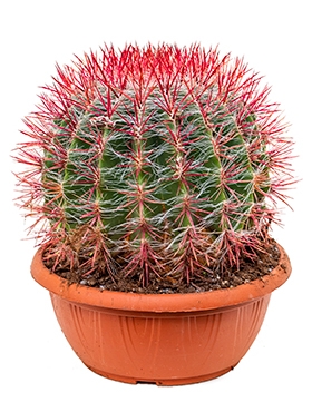 Ferocactus stainesii Bol 35 cm