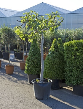 Ficus carica Stam (200-250) 250 cm