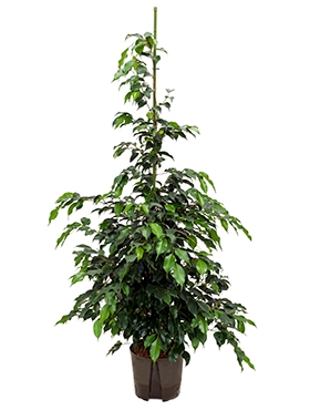 Ficus danielle Toef 125 cm