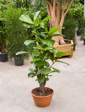Ficus lyrata Vertakt 170 cm