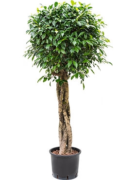 Ficus nitida Stam gevl. 165 cm