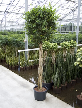Ficus nitida Stam gevl. 240 cm