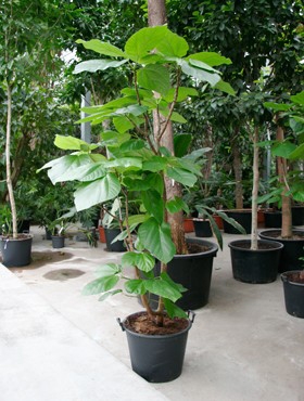 Ficus roxburghii Stam (250-³00) 275 cm