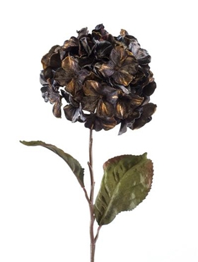 Hydrangea Glamour spray black