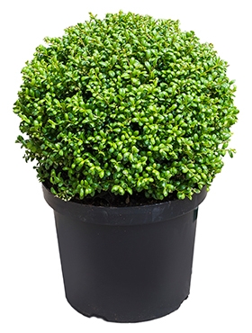 Ilex crenata convexa Bol (30) 50 cm