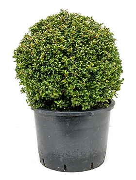 Ilex crenata convexa Bol (45) 65 cm