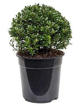 Ilex crenata maxima Bol (25) 45 cm