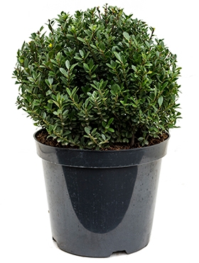 Ilex crenata maxima Bol (35) 55 cm