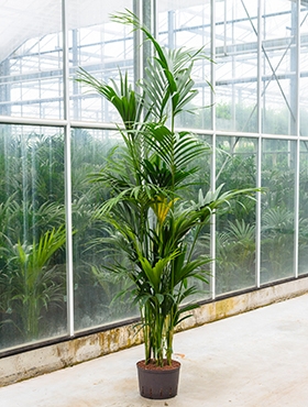 Kentia (howea) forsteriana Toef 200 cm