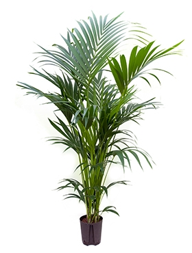 Kentia (howea) forsteriana Toef 6pp 160 cm