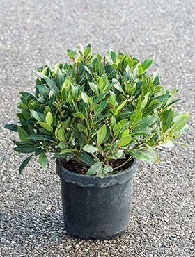 Laurus nobilis Bol (35) 45 cm