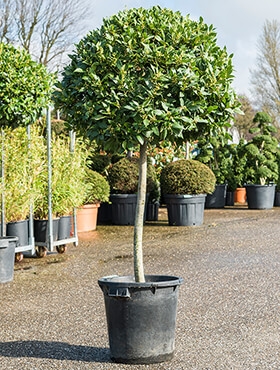 Laurus nobilis Stam 175 cm