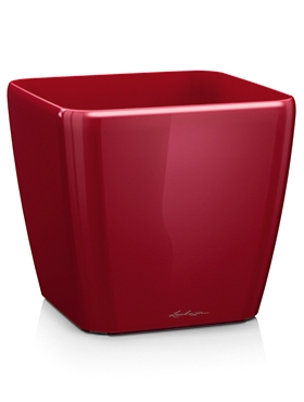 Lechuza Quadro Scarlet red