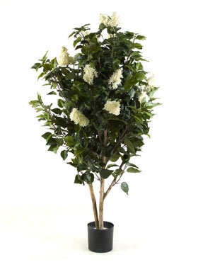 Lilac bush tree Wit