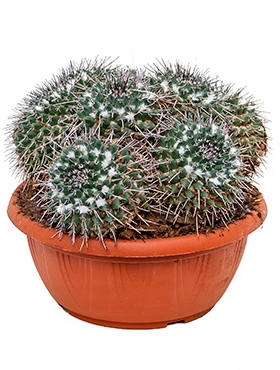 Mammillaria compressa - 30 cm