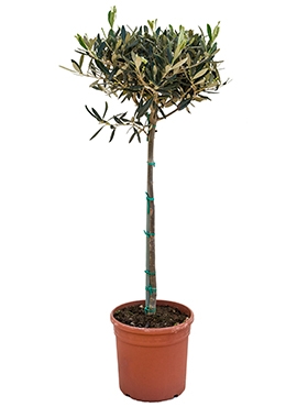 Olea europaea Stam 90 cm