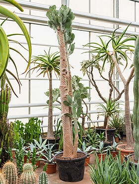 Opuntia consolea Vertakt 300 cm