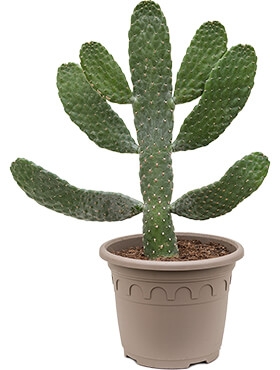 Opuntia consolea Vertakt 60 cm