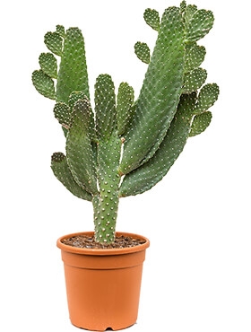 Opuntia consolea Vertakt 90 cm