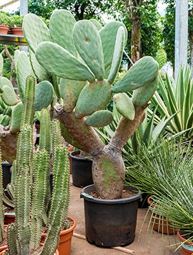 Opuntia indica Vertakt 130 cm