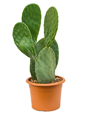 Opuntia indica Vertakt 65 cm