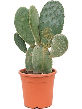 Opuntia indica Vertakt 70 cm