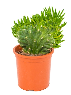 Opuntia subulata Vertakt 30 cm
