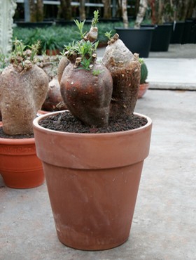 Pachypodium succulentum Caudex (60-70) 65 cm